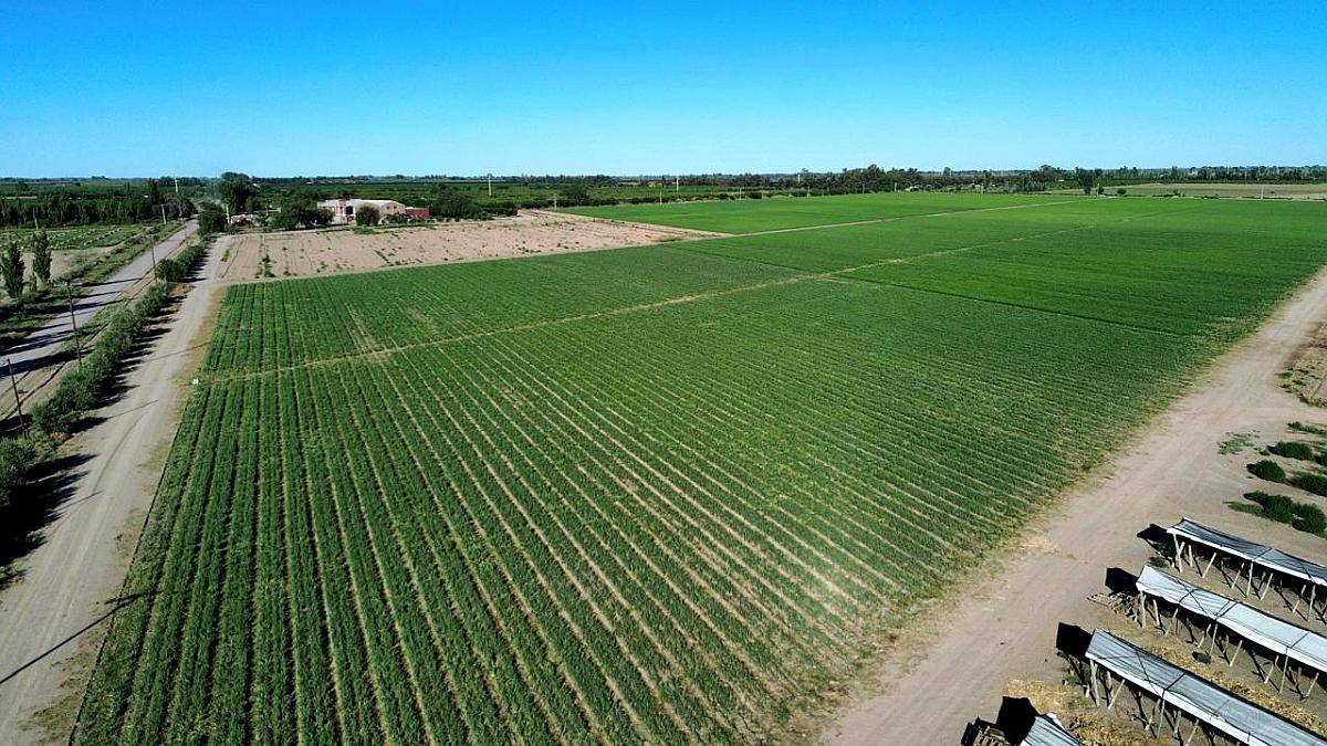 Finca de 49 Ha en Montecaseros