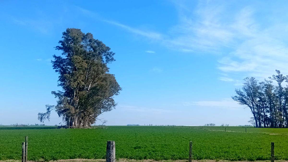 Campo Agrícolas en Necochea.