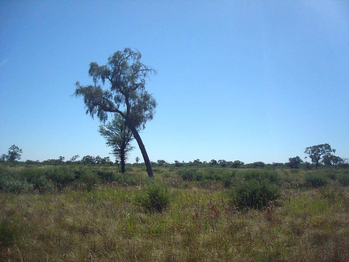 Villa Union-santiago del Estero -250 Has.-