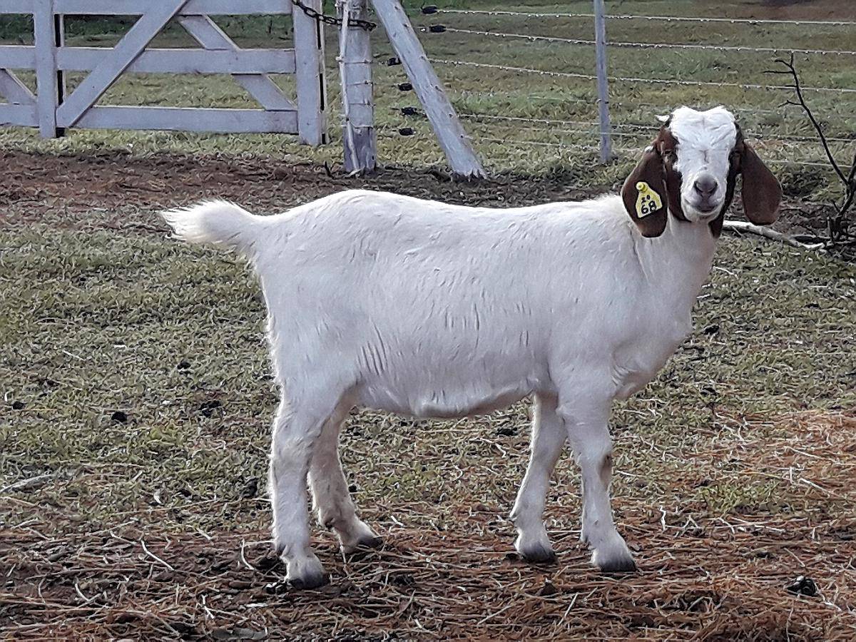 Vendo Chivos Boer y Proximamente Dorper. Agroads