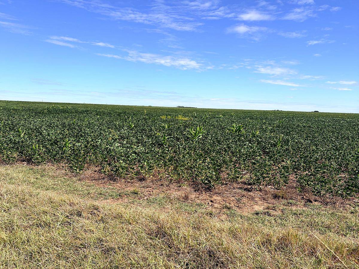 107 Ha muy Lindo Campo en Coronel Pringles