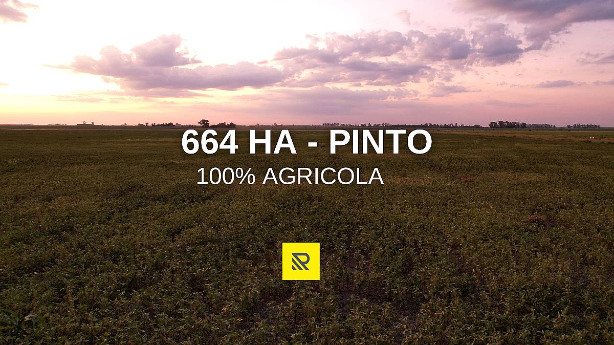 664 HA. Agricolas. Pinto
