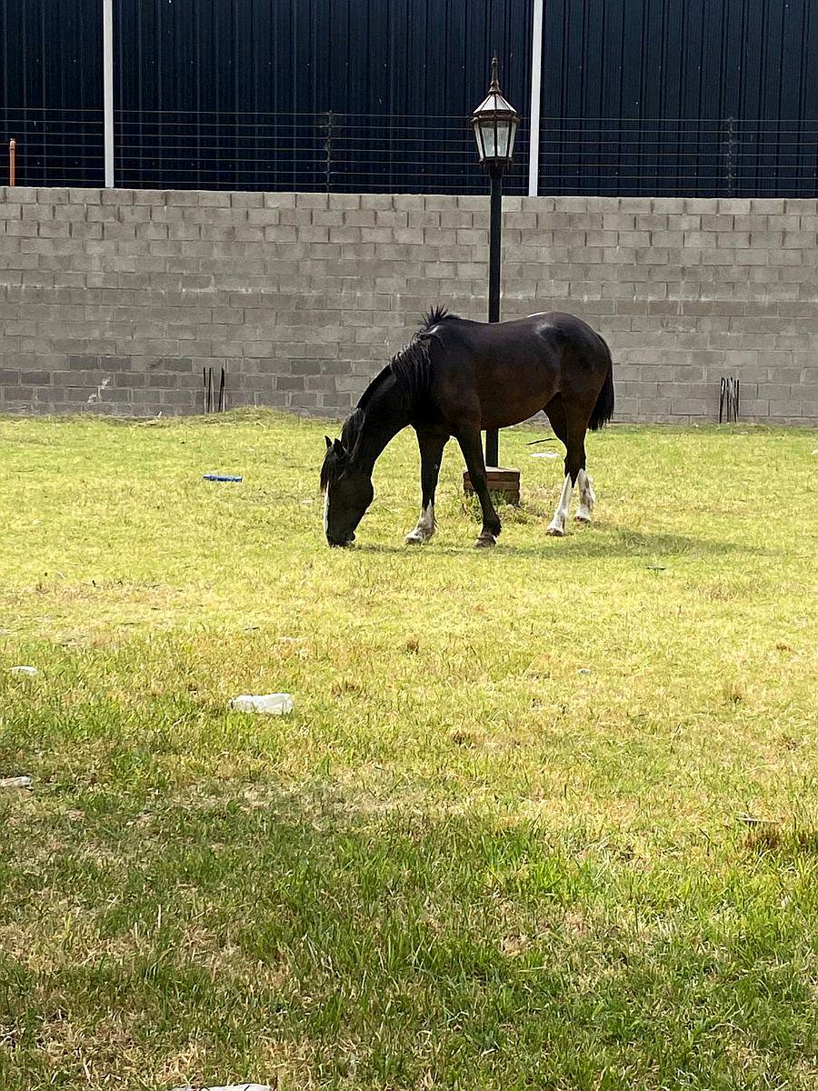 Caballo Criollo Puro con Pedigree