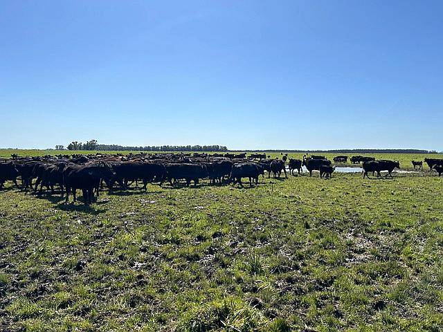 Vendo Campo Mixto en Suipacha 150 Has