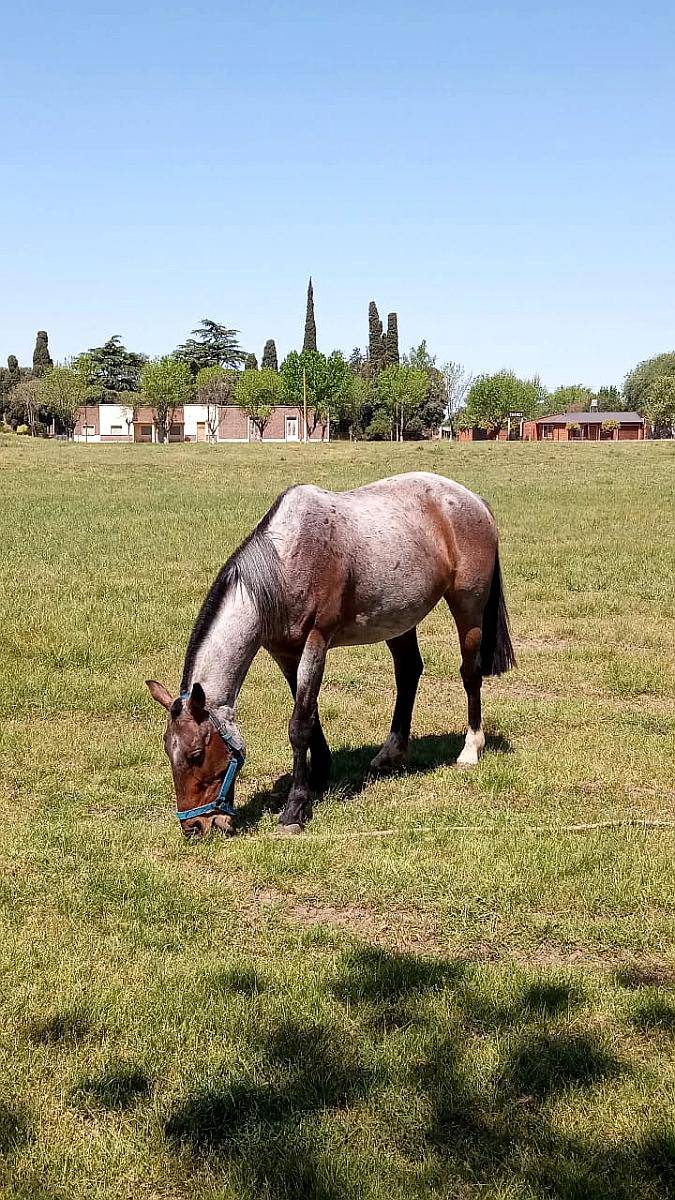 Caballo de Andar Útil para el Trabajo