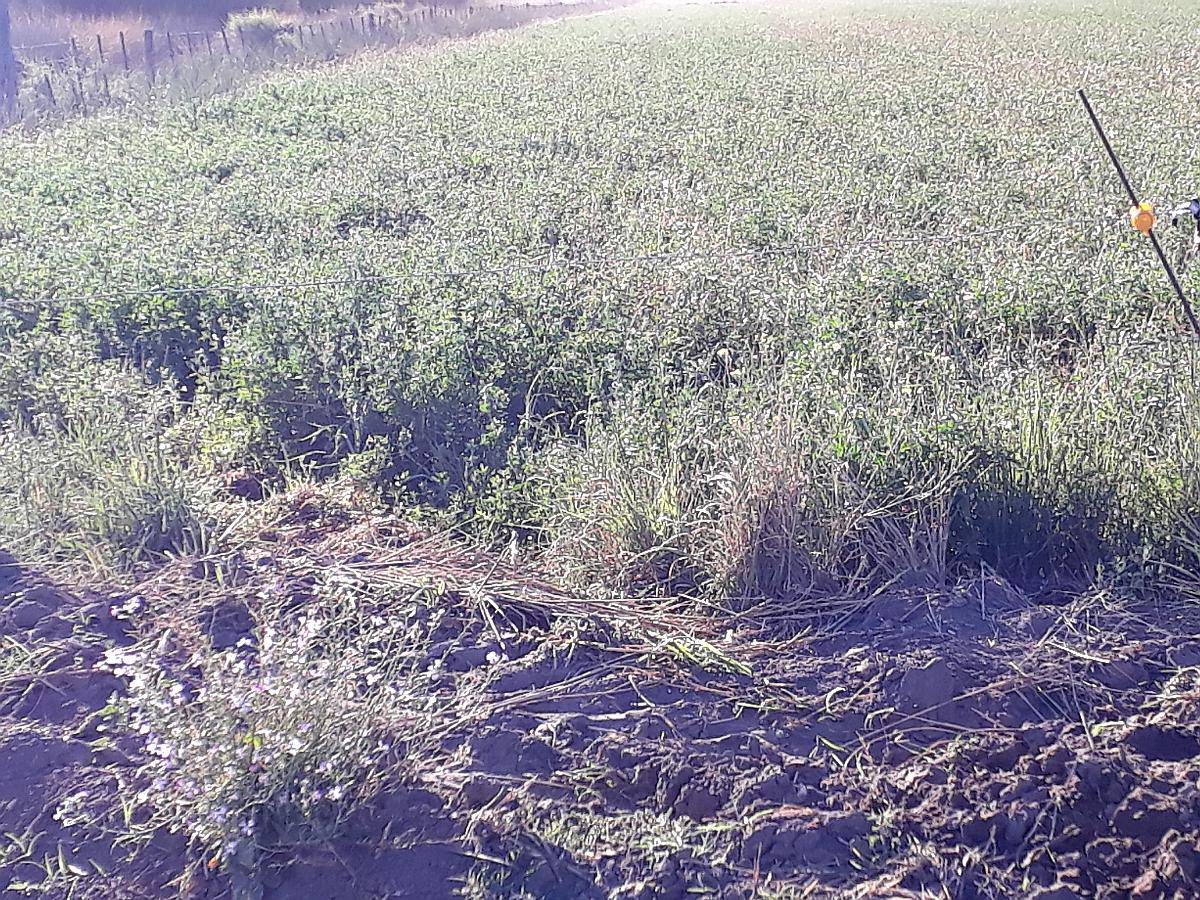 Vendo Campo de Riego en Produccion. 87 hectáreas. - Agroads