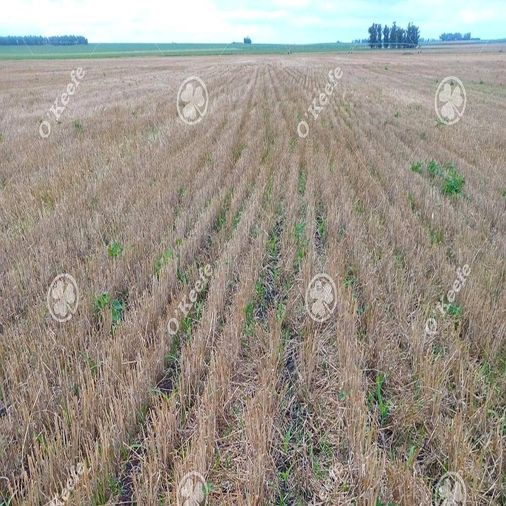 Campo en Venta 178 Has en Loberia