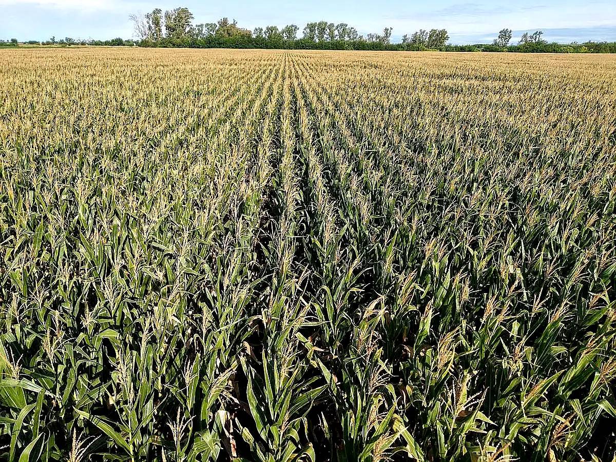 Vendo 50 Has en Centeno