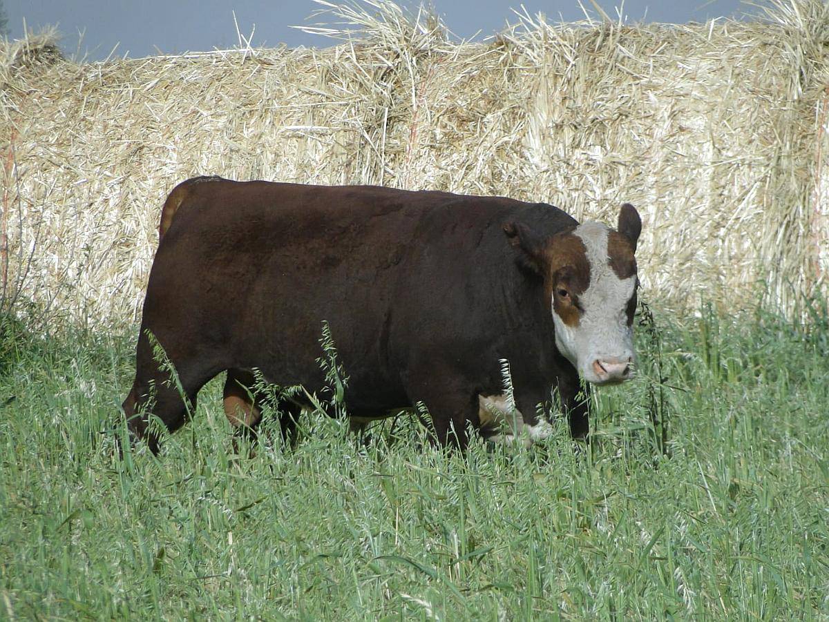 Toro Polled Hereford Puro de Pedrigue