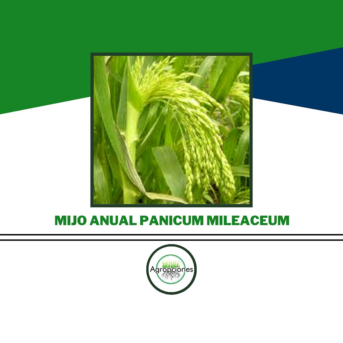 Semilla de Mijo Anual ( Panicum Mileaceum )