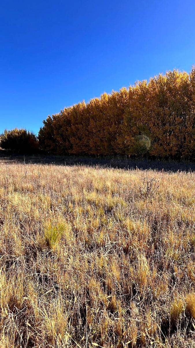 Venta Campo Ganaderas en la Carolina San Luis Paraíso
