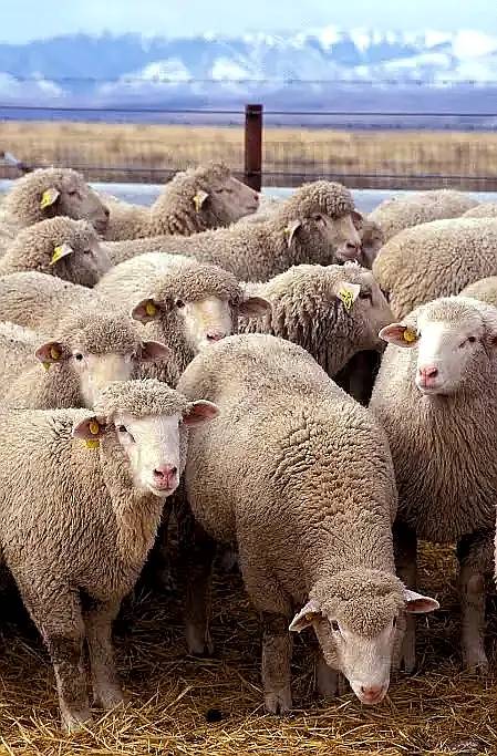Se Compran Ovejas de 200 en Adelante