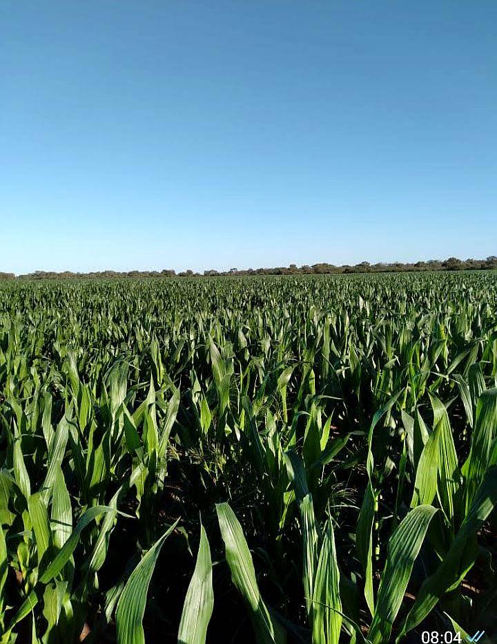 100 Has Todas Agrícolas