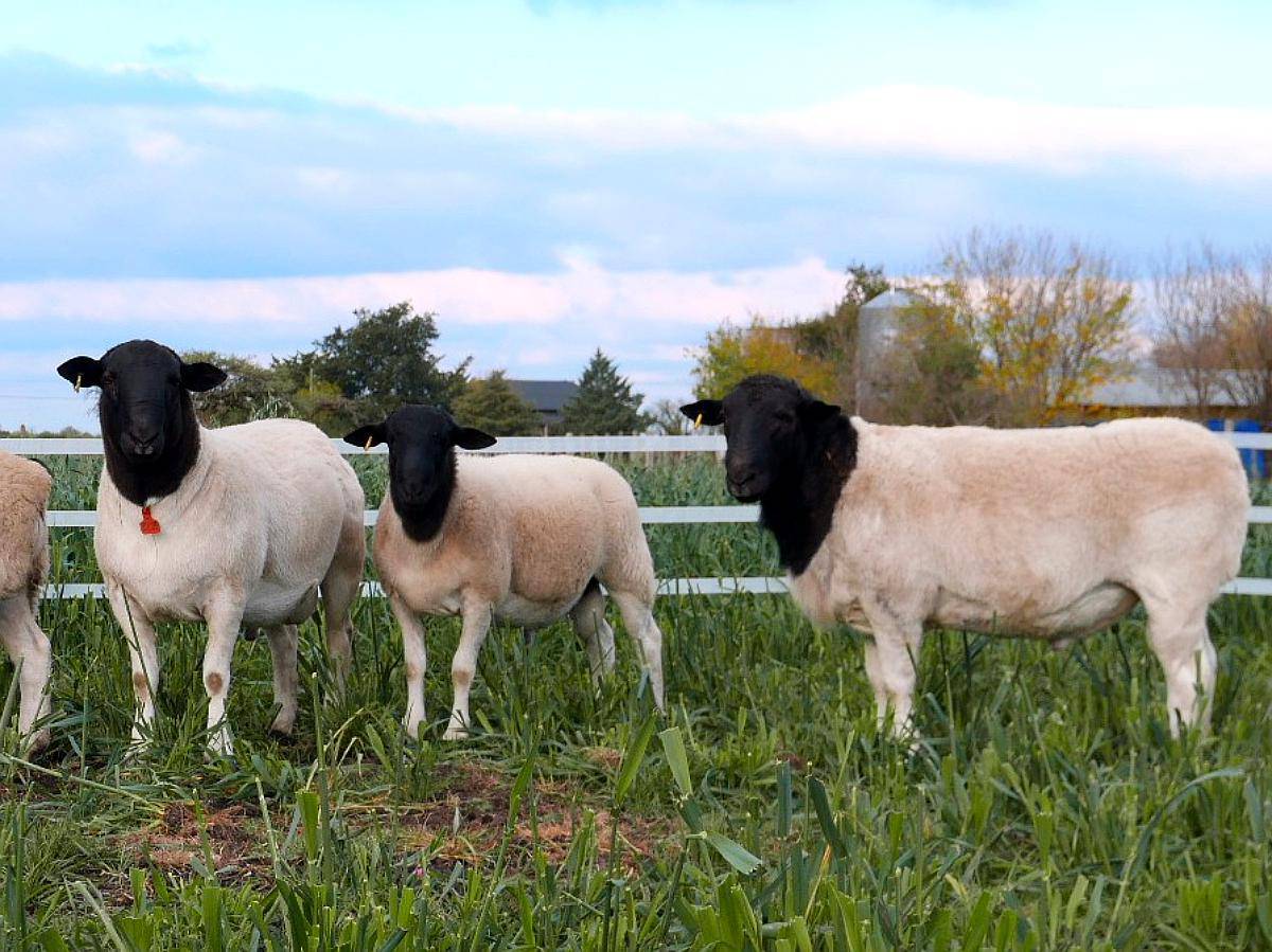Dorper . Borregos y Carneros