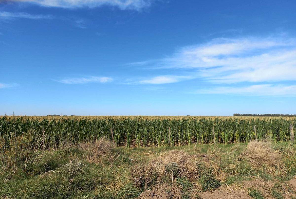 Coronel Dorrego, Buenos Aires - 1.748 Ha