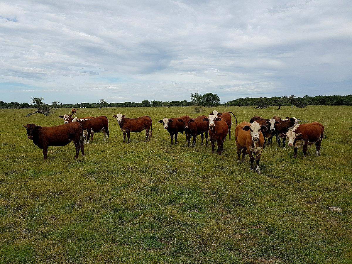 585 Hectareas Ganaderas en Mercedes Corrientes