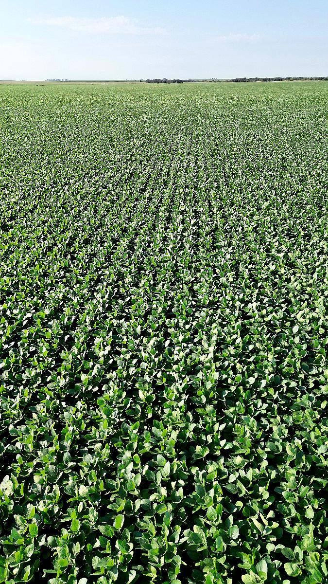 220 Has Ingeniero Luiggi