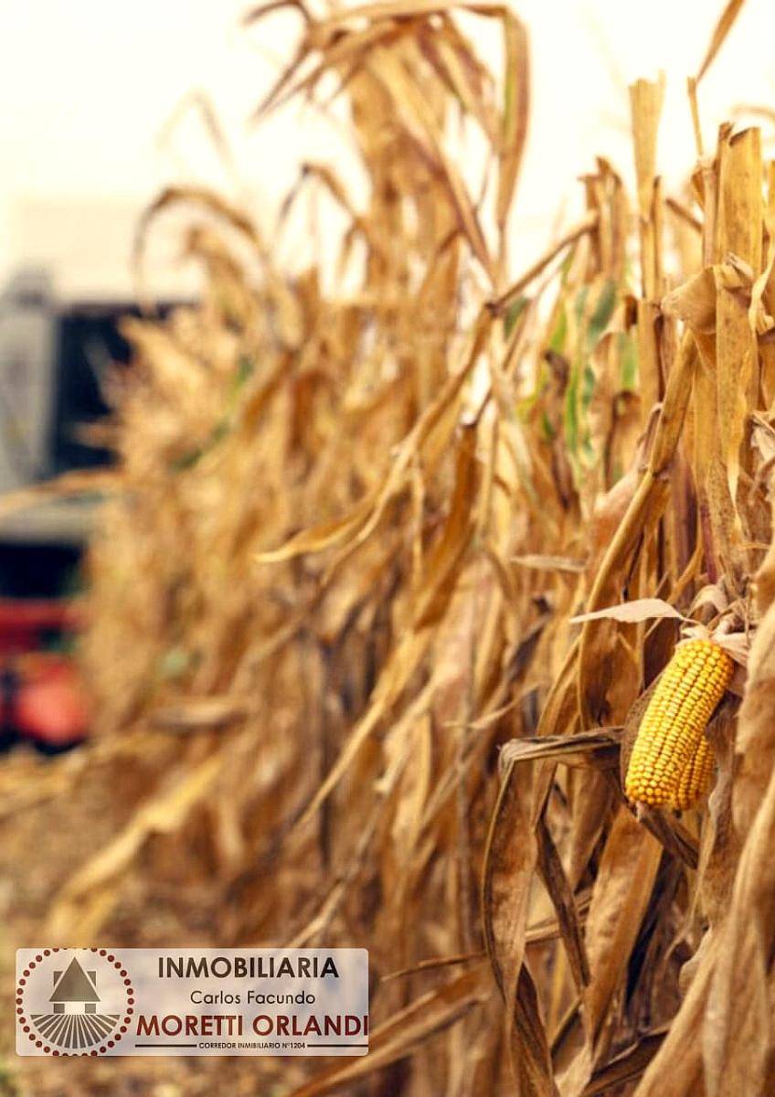 Campo Agrícola 20 Ha Zona Chilcas- Dpto Victoria