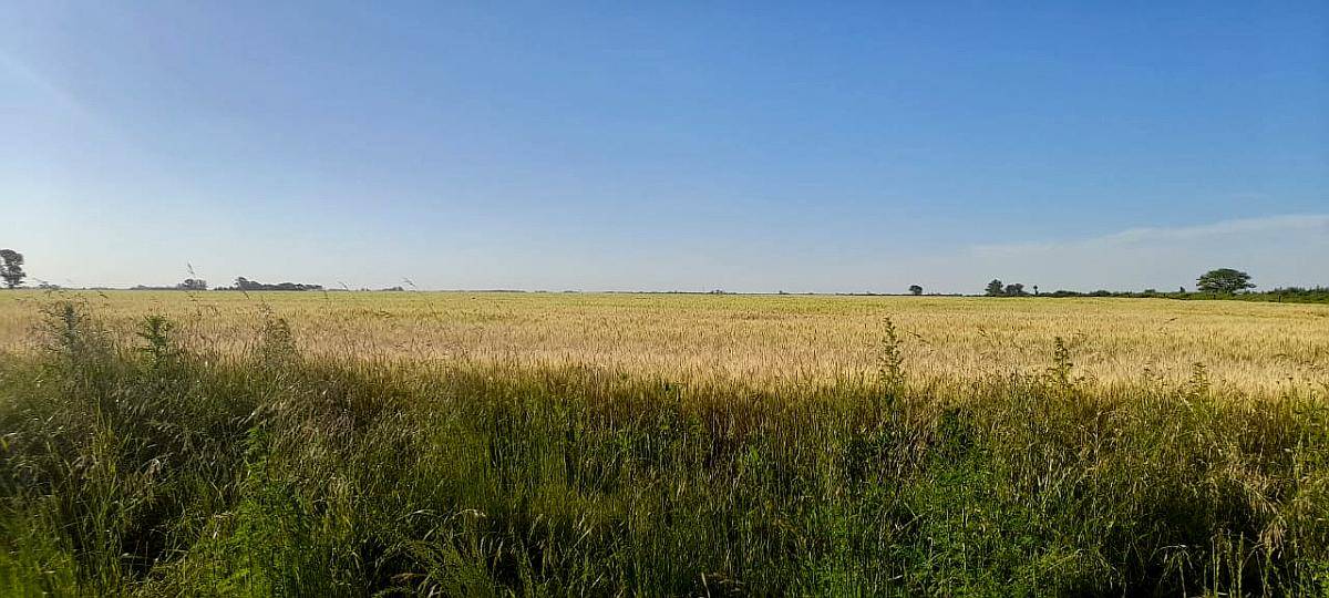 Exelente Campo en Pergamino.