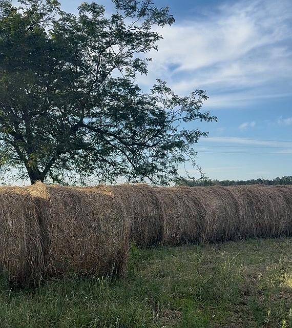 Oportunidad: Rollos Alfalfa y Cebadilla 2025
