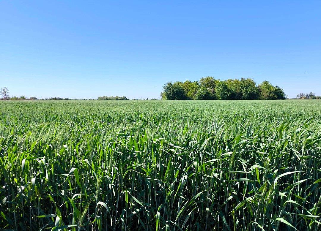 Se Venden 180 Has Zona Soledad.