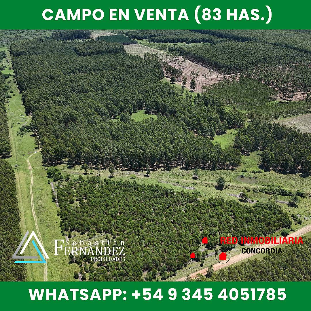 83 Has Forestales a 1 km de Asfalto