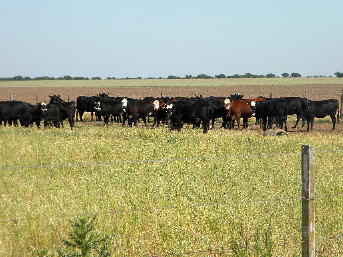 1300 Ha en Venta en Carhue BS AS Mixtas con Mejoras