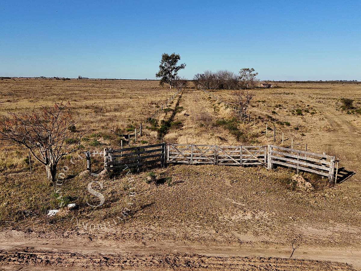 Campo Ganadero. Angélica, Santa FE.