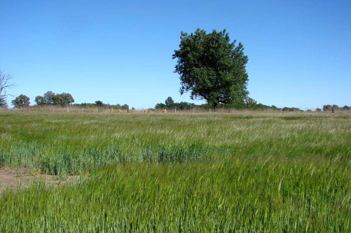 Ba3102 Venta Ganadero 220 Has Bragado, Buenos Aires