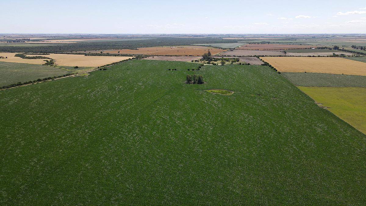 101 Hectáreas Agrícolas con Buen Acceso en Gualeguaychú.