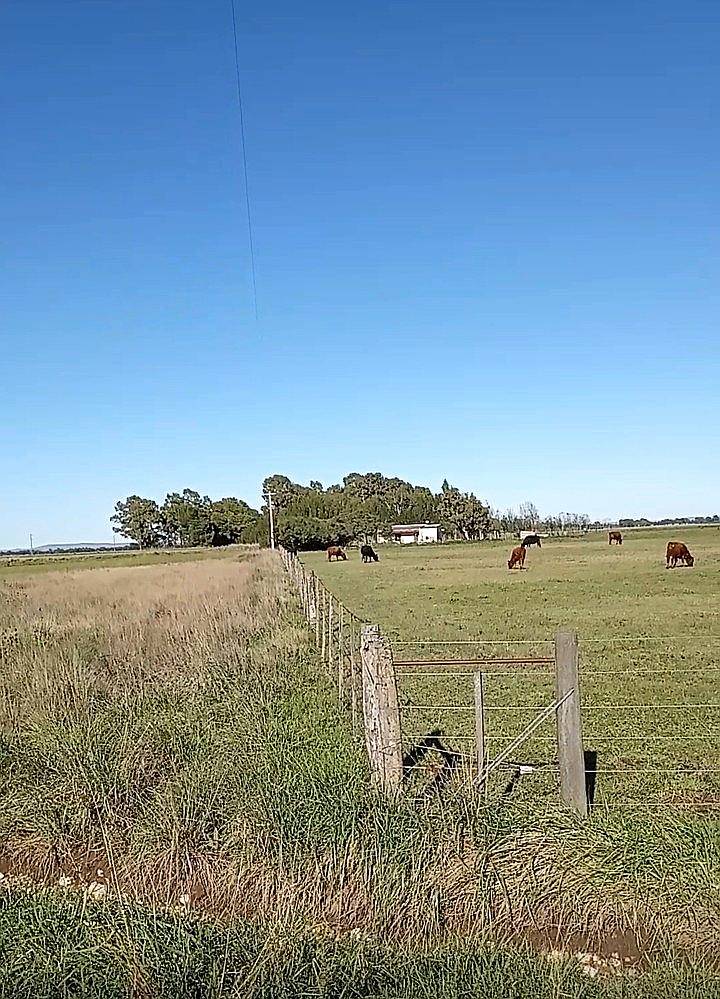 Venta 13 Has Coronel Pringles