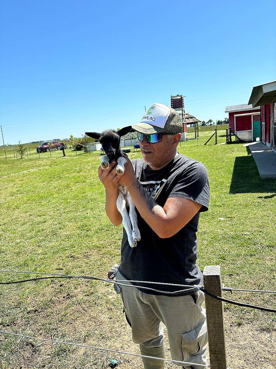 Ovejas de Razas para Cría