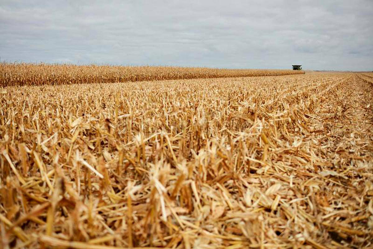 Venta 60 Has Agrícolas Ballesteros