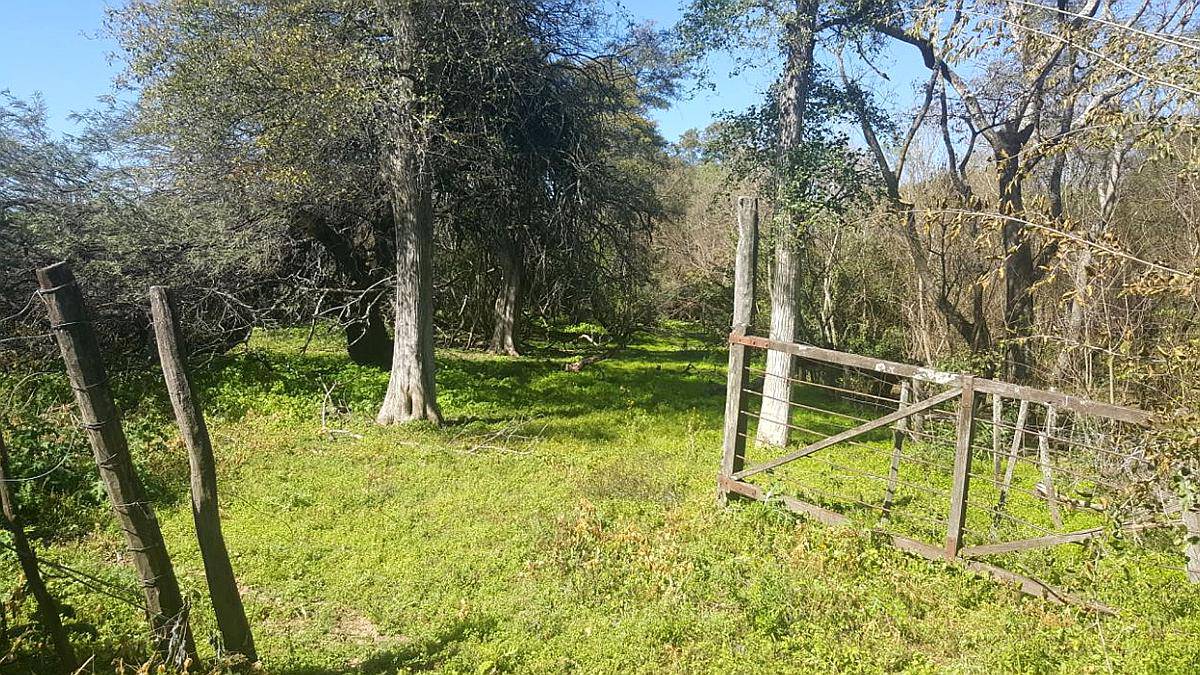 Campo Ganadero en Rivadavia Banda Norte