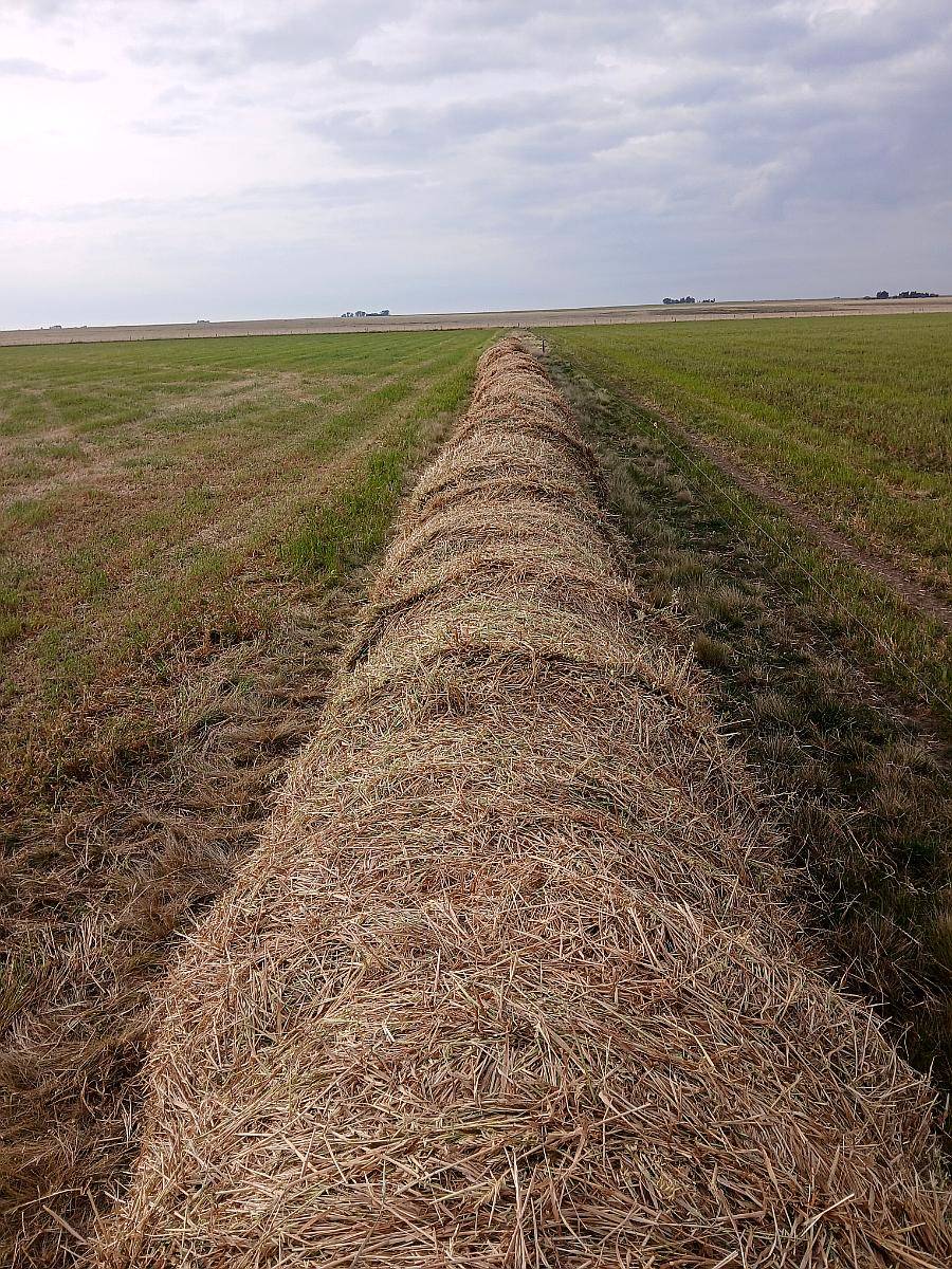 Rollos de Avena Granada