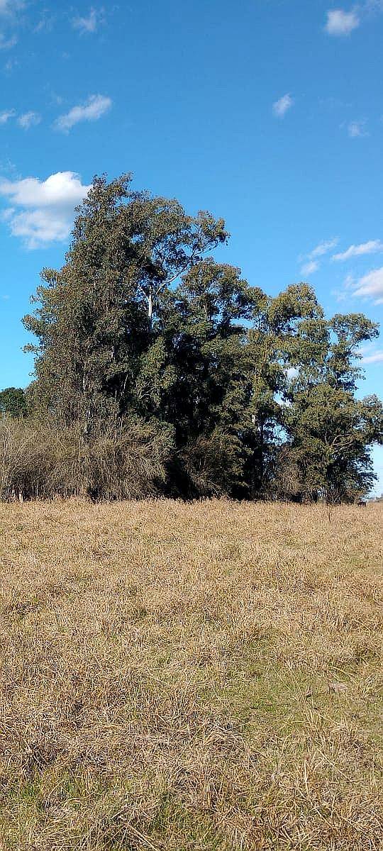 Campo de 50 Ha Agricola. Tierra Fertil, Arboleda Añosa.