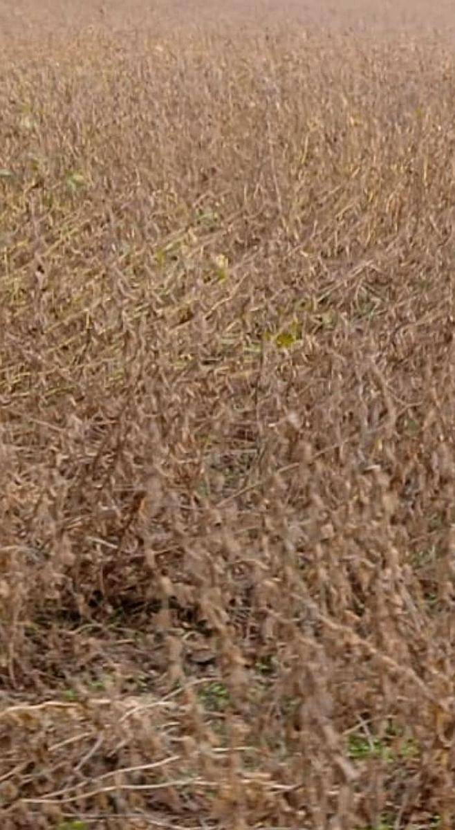 Venta de Campo Agricola