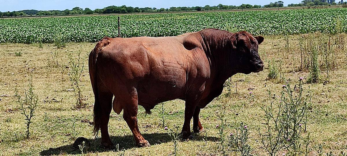 Vendo Toro Angus Colorado de 5 Años Aprox Unos 900kg