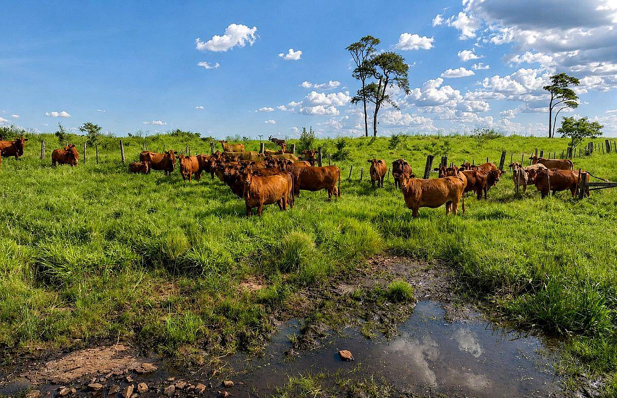 512 Ha Preciosa Estancia en Misiones