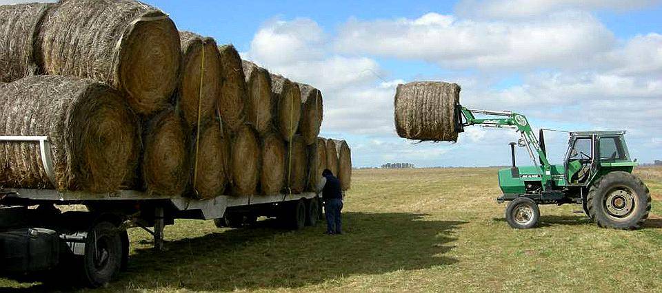Venta de Rollos de Alfalfa