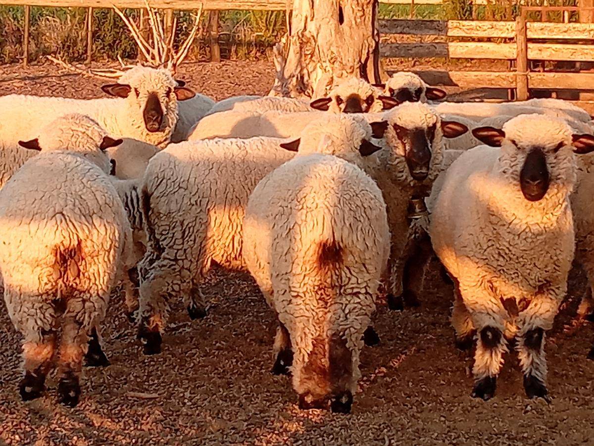 Madres Raza Hampshire Down