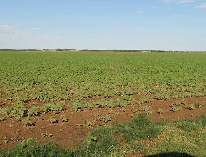 Vendo 200 Has Mixtas en Juan Llerena, San Luis