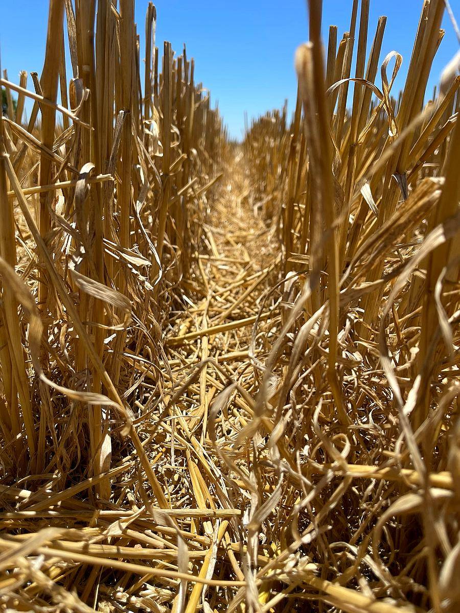 Campo Agrícola 46 Ha 100% Laborable Erezcano-conesa (BS AS)