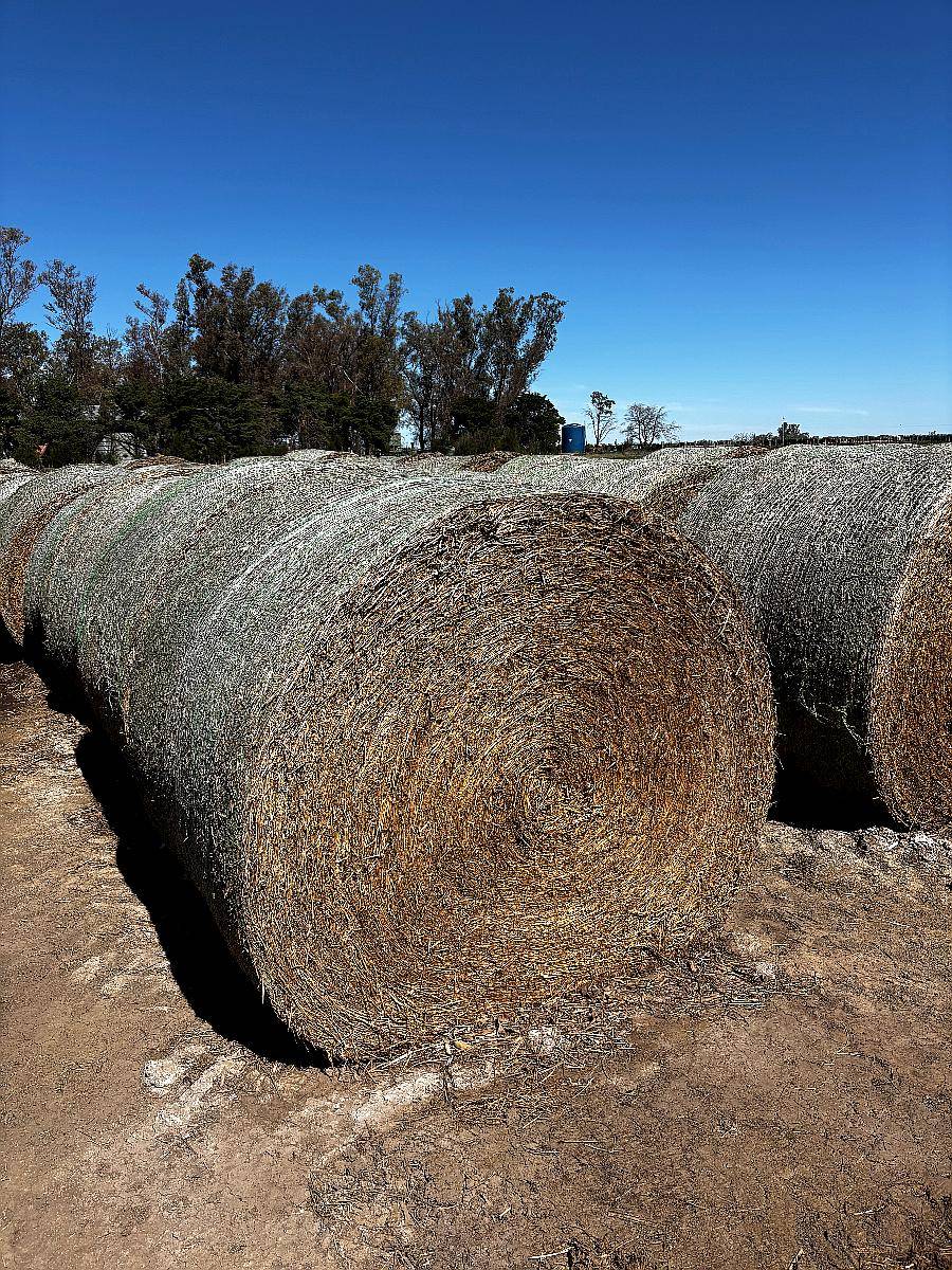 Rollos de Alfalfa Cutteados
