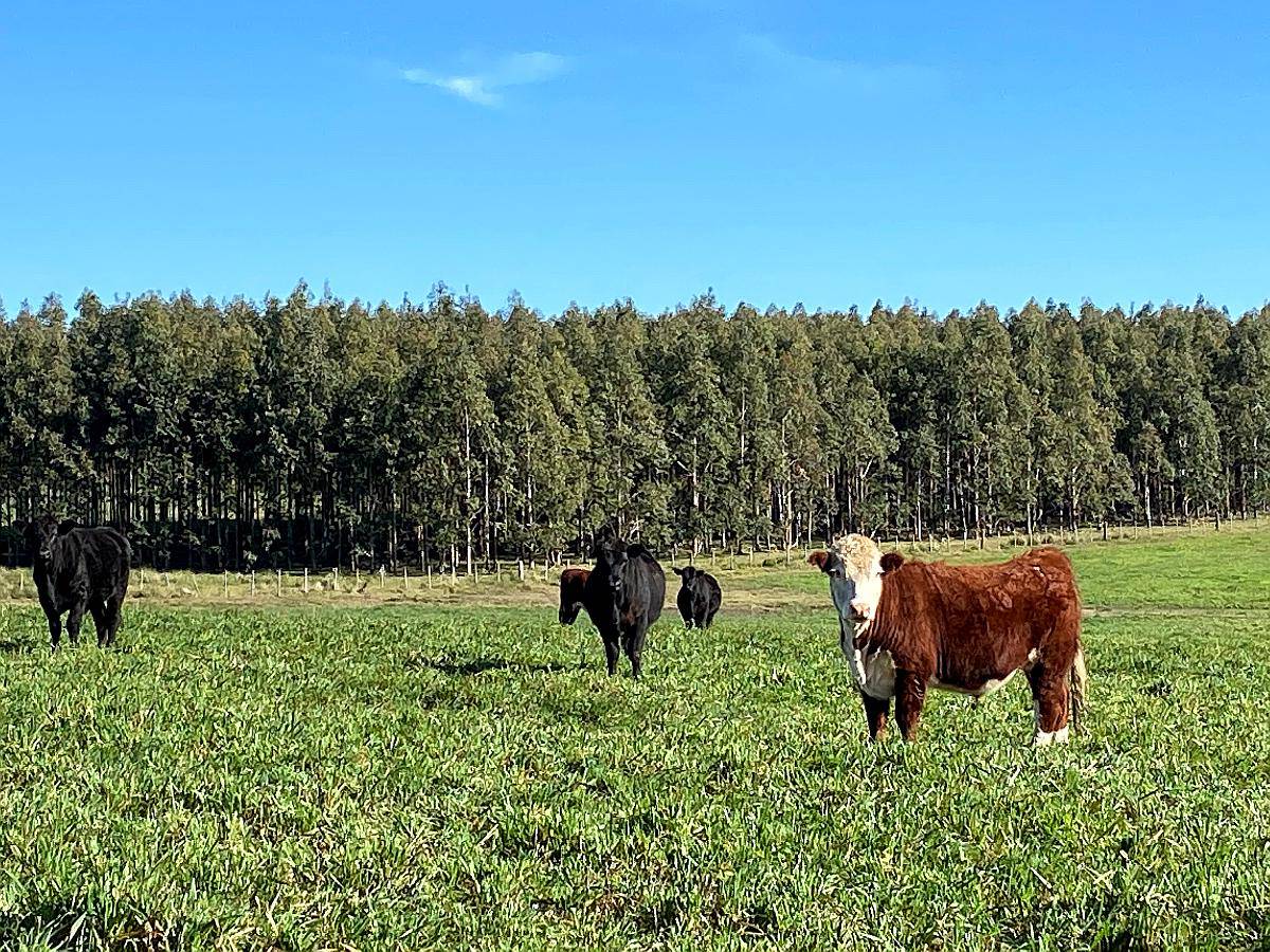 Campo Venta en Uruguay. Paysandú
