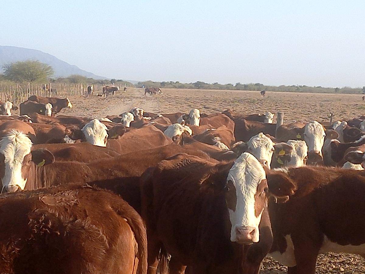 Ferlot Campo Agricola Ganadero en Catamarca Vendo