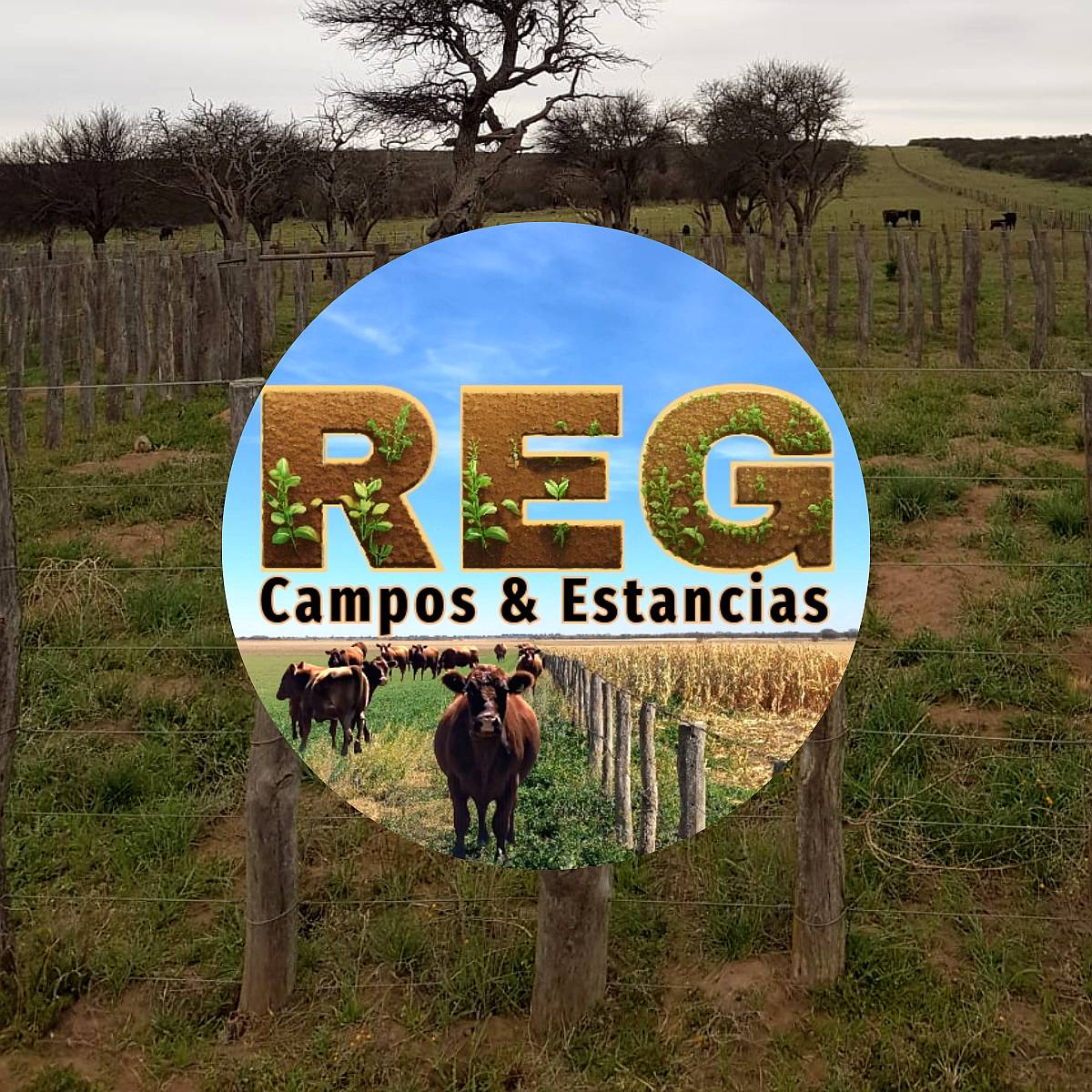 1100 Hectareas en Carro Quemado/el Tropezón