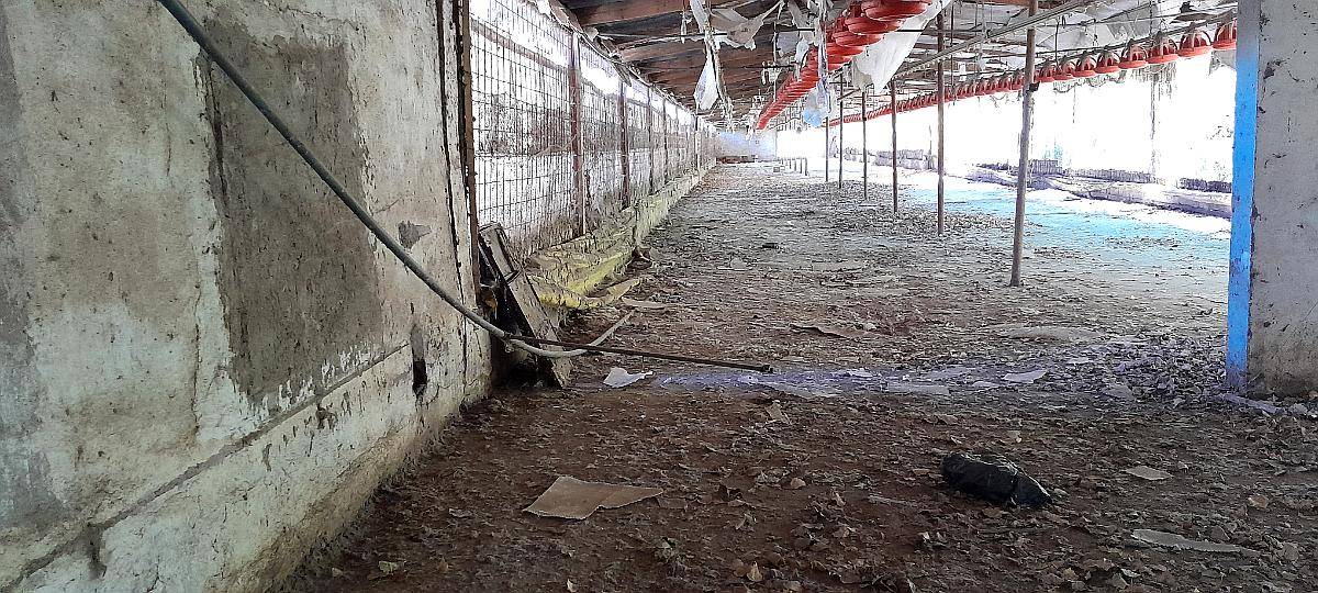 Bebederos y Comederos para Galpón de 70 Metros