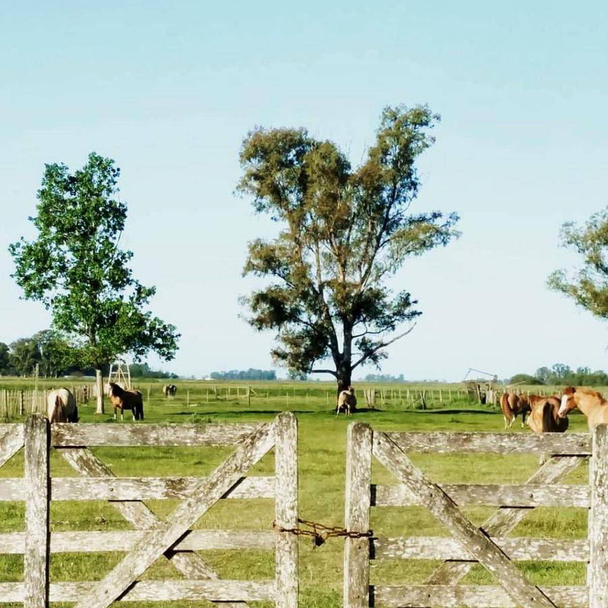 Las Flores, Buenos Aires - 44 Ha