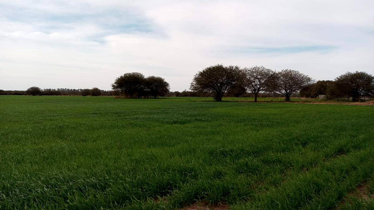 65 Has. en Providencia - Campo Mixto, Agrícola Ganadero